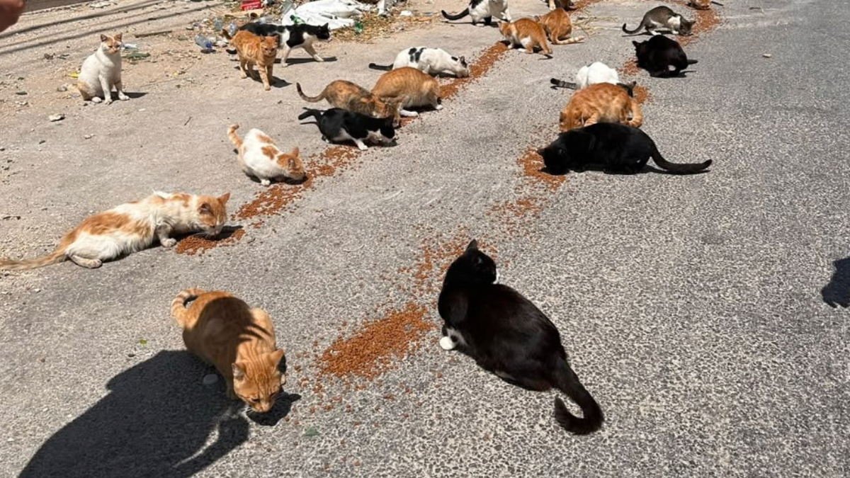 Animals Lebanon: The Need for Animal Care is Growing 